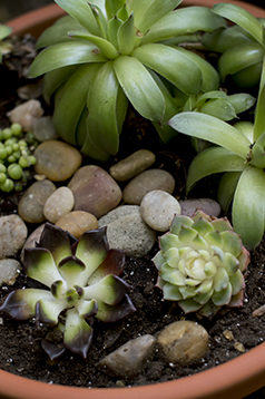 succulent-soil